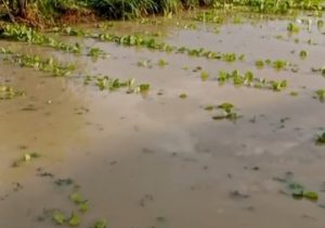Tantangan Berat Petani Tembakau di Sampang: Mereka Bertahan dengan Harapan, Meski Kenyataan Terguncang Merugi