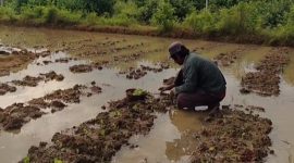 Caption: Jamaludin seorang Petani asal Kecamatan Camplong saat mengecek tanaman tembakau nya usai terkena hujan lebat (Sumber: Pilar Pos)