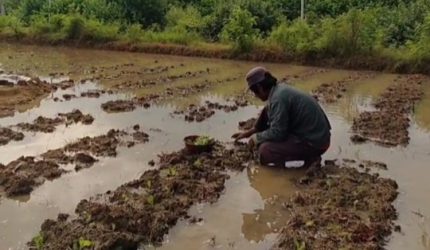 Tantangan Berat Petani Tembakau di Sampang: Mereka Bertahan dengan Harapan, Meski Kenyataan Terguncang Merugi