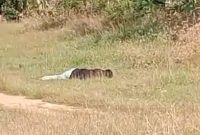Caption: Screenshot video viral di grup WhatsApp penemuan mayat di Desa Rapa Daya, Kecamatan Omben (Sumber Foto: Screenshot video viral milik warga/Pilar Pos)