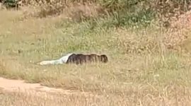 Caption: Screenshot video viral di grup WhatsApp penemuan mayat di Desa Rapa Daya, Kecamatan Omben (Sumber Foto: Screenshot video viral milik warga/Pilar Pos)