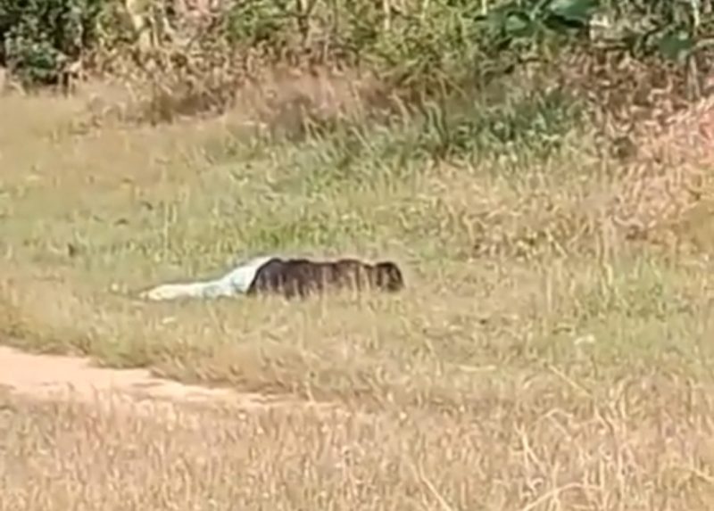 Caption: Screenshot video viral di grup WhatsApp penemuan mayat di Desa Rapa Daya, Kecamatan Omben (Sumber Foto: Screenshot video viral milik warga/Pilar Pos)