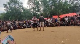 Caption: Screenshot video aktivitas praktik dugaan perjudian sabung ayam di Desa Batoporo Barat (Sumber Foto: dok/Pilar Pos)