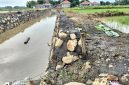 Caption: Kondisi Proyek Pemeliharaan Saluran Sekunder di Desa Pangelen Sampang yang Dikerjakan Oleh CV Birza Utama (Sumber Foto: Agus Junaidi/Pilar Pos)