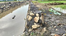 Caption: Kondisi Proyek Pemeliharaan Saluran Sekunder di Desa Pangelen Sampang yang Dikerjakan Oleh CV Birza Utama (Sumber Foto: Agus Junaidi/Pilar Pos)