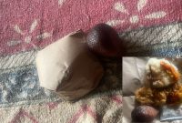 Caption: Pendistribusian MBG dari SPPG Sampang Tambelangan Banjarbillah Melalui Kader Posyandu Kepada PM Ibu Menyusui (Sumber Foto: Agus Junaidi/Pilar Pos)