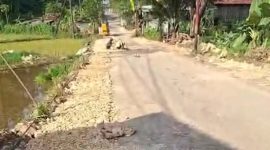 Caption: Situasi Warga di Daerah Kecamatan Tambelangan Saat Melakukan Perbaikan dan Pelebaran di Ruas Jalan Kabupaten Sampang Tambelangan-Bungkak (Sumber Foto: Screenshot Video Milik Warga/dok Pilar Pos