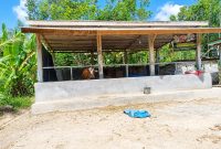 Caption: Kondisi Kandang Sapi BUMDes Desa Pajeruan Nampak Hanya Seekor (Sumber Foto: Milik Warga/Pilar Pos)