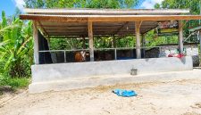 Caption: Kondisi Kandang Sapi BUMDes Desa Pajeruan Nampak Hanya Seekor (Sumber Foto: Milik Warga/Pilar Pos)