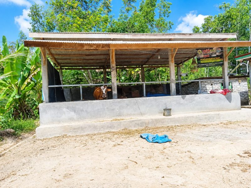 Caption: Kondisi Kandang Sapi BUMDes Desa Pajeruan Nampak Hanya Seekor (Sumber Foto: Milik Warga/Pilar Pos)