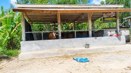 Caption: Kondisi Kandang BUMDes di Salah satu Dusun di Desa Pajeruan, Nampak Seekor Sapi di Kandang (Sumber Foto: Milik Warga/Pilar Pos)