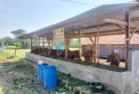 Caption: Tujuh Sapi Yang Berada di Kandang Milik BUMDes Satria Muda Tambaan di Desa Tambaan, Kecamatan Camplong, Kabupaten Sampang (Sumber Foto: Agus Junaidi/Pilar Pos)