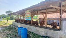 Caption: Tujuh Sapi Yang Berada di Kandang Milik BUMDes Satria Muda Tambaan di Desa Tambaan, Kecamatan Camplong, Kabupaten Sampang (Sumber Foto: Agus Junaidi/Pilar Pos)