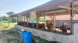 Caption: Tujuh Sapi Yang Berada di Kandang Milik BUMDes Satria Muda Tambaan di Desa Tambaan, Kecamatan Camplong, Kabupaten Sampang (Sumber Foto: Agus Junaidi/Pilar Pos)