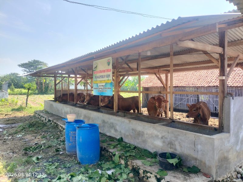 Caption: Tujuh Sapi Yang Berada di Kandang Milik BUMDes Satria Muda Tambaan di Desa Tambaan, Kecamatan Camplong, Kabupaten Sampang (Sumber Foto: Agus Junaidi/Pilar Pos)
