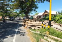 Caption: Tumpukan Kayu Memakan Bahu Jalan Raya Nasional, Ruas Jalan Sampang - Bangkalan - Kamal Tepatnya di Wilayah Kecamatan Torjun, Kabupaten Sampang (Sumber Foto: Agus Junaidi/Pilar Pos)