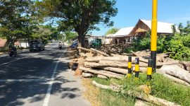 Caption: Tumpukan Kayu Memakan Bahu Jalan Raya Nasional, Ruas Jalan Sampang - Bangkalan - Kamal Tepatnya di Wilayah Kecamatan Torjun, Kabupaten Sampang (Sumber Foto: Agus Junaidi/Pilar Pos)