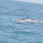 Caption: Screenshot Video Seorang Nelayan Ditemukan Meninggal Mengapung di Perairan Paniniran, Desa Tamberu Barat, Kecamatan Sokobanah, Kabupaten Sampang (Sumber Foto: Screenshot Video Viral/dok Pilar Pos)