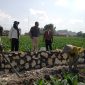 Caption: Tim KMB BBWS Brantas Jatim Saat Turun ke P3A Bumi Rejeki Desa Pangongsean, Kecamatan Torjun, Kabupaten Sampang (Sumber Foto: Tenaga Ahli BBWS Brantas, Roif Fitrianto For Pilar Pos)
