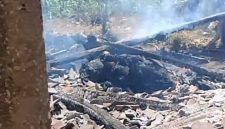 Caption: Salah satu sapi yang ikut terbakar di peristiwa kebakaran di Desa Paleh Laok (Sumber Foto: Screenshot Video dari Carek Desa Paleh Laok For Pilar Pos)