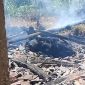 Caption: Salah satu sapi yang ikut terbakar di peristiwa kebakaran di Desa Paleh Laok (Sumber Foto: Screenshot Video dari Carek Desa Paleh Laok For Pilar Pos)
